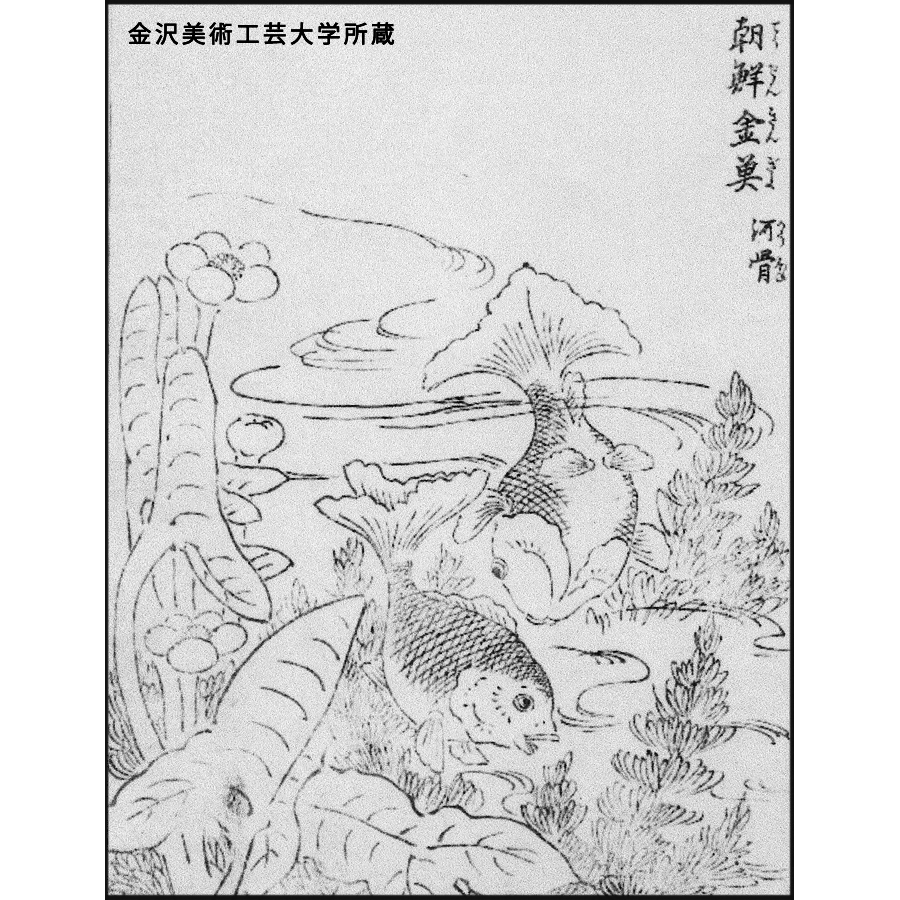 朝鮮金魚 - 繪本草錦