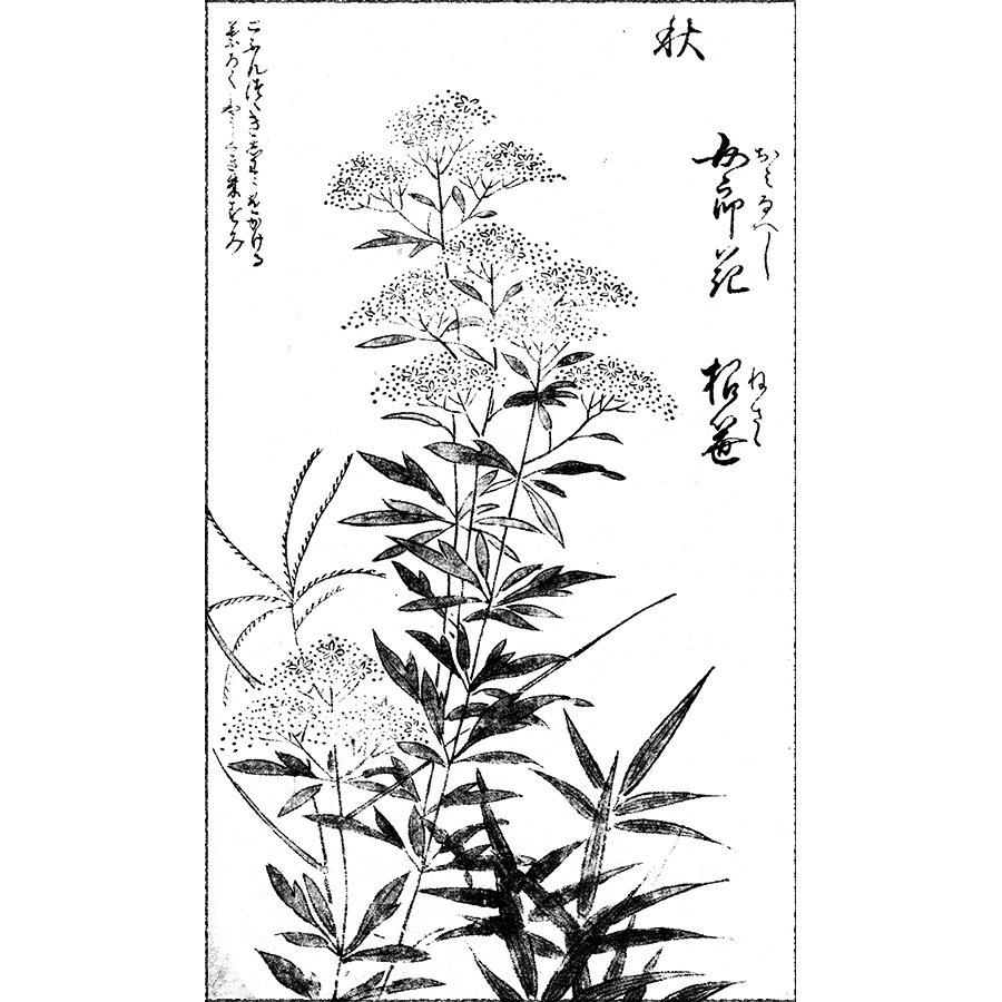 女郎花に薄 - 押絵手鑑(元文元年・1736年）