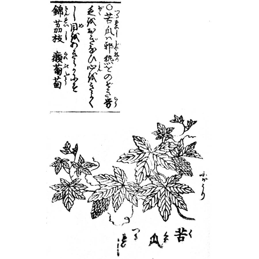 苦瓜(ゴーヤー) - 頭書増補訓蒙図彙(寛政元年・1789年)